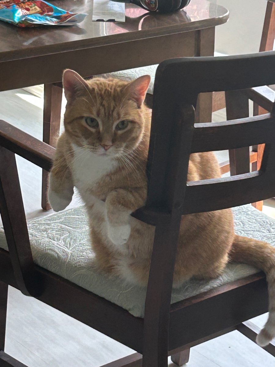 t0bi_c4t's tweet photo. bro why is my cat sitting like that .. https://t.co/ailqzD7miH
