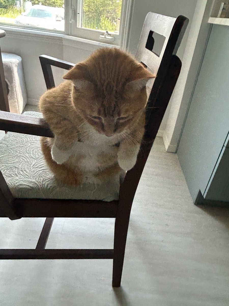 t0bi_c4t's tweet photo. bro why is my cat sitting like that .. https://t.co/ailqzD7miH