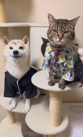 ToroIsCate's tweet photo. One cat,

one legacy, 

one growing community. 

$TORO is bigger than a chart — 

🐱🚀 #Solana #TORO https://t.co/AyvA1NWIhe