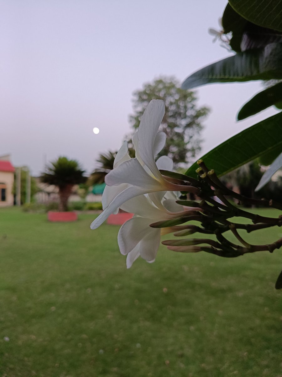 NATUREVIBESPK's tweet photo. #flower #moon #nature https://t.co/OUXZ9vkmx9