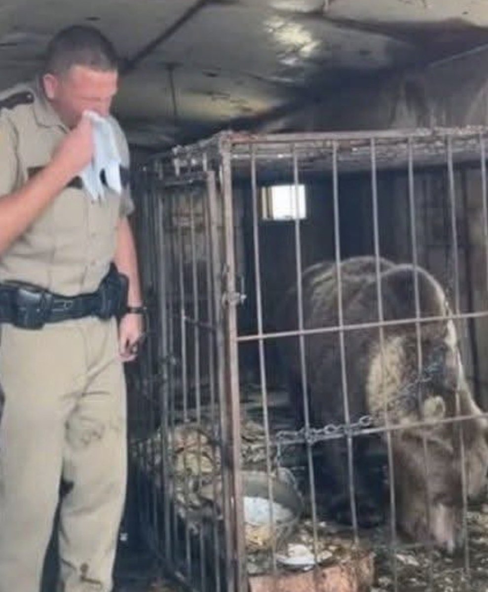 Gabriel_Cas_Cer's tweet photo. Rescatan a oso con 12 años de cautiverio trabajando para un circo, y luego fué abandonado (2021).

Los vecinos reportaron un olor fétido proveniente de una caravana que un circo en quiebra había abandonado semanas atrás.
El agente esperaba encontrar la escena de un crimen, pero cuando sus ojos se acostumbraron a la penumbra, se topó con una tragedia que lo dejó de rodillas.
El agente Carter lleva 15 años en la policía, endureciendo su corazón contra las cosas que las personas se hacen entre sí.
Lo habían enviado al antiguo recinto ferial en las afueras del condado, donde el circo ambulante había hecho las maletas y desaparecido en plena noche, dejando solo un semirremolque oxidado y cerrado.
El calor era sofocante y el aire dentro de la caja metálica era denso y estancado.
Carter usó una palanca para romper la cerradura, con la mano apoyada en su arma, preparado para lo peor.
El olor lo impactó primero; no solo el hedor a suciedad, sino el olor a miedo.
Cuando la luz de la puerta abierta atravesó la oscuridad, lo vio. En una jaula apenas lo suficientemente grande para un perro grande, había un enorme oso pardo de 270 kilos.
El animal, al que los rescatistas luego llamaron "Barnaby", era un esqueleto envuelto en pelo enmarañado.
Estaba encadenado a los barrotes con un pesado collar de hierro que le había dejado el cuello en carne viva por el roce.
No había comida. El bebedero estaba completamente seco y cubierto de polvo.
Barnaby no rugió ni embistió contra los barrotes. Simplemente levantó la pesada cabeza, miró a Carter con ojos hundidos y derrotados, y dejó escapar un suave y seco resoplido.
Fue la mirada de absoluta resignación lo que quebró al agente.
La comprensión de que esta majestuosa criatura había sido abandonada allí, en la oscuridad, para que muriera lentamente de hambre mientras sus dueños huían del pueblo, fue demasiado.
Carter, un hombre que rara vez mostraba emociones en su trabajo, se dio la vuelta y lloró, abrumado por la crueldad de la situación.
Se negó a abandonar la caravana.
Llamó por radio al centro de rescate, con la voz entrecortada: «Que vengan los de rescate. Ahora mismo. Y traigan agua».
Mientras esperaban, Carter encontró una manguera afuera y llenó con cuidado el recipiente a través de los barrotes.
Por primera vez en semanas, Barnaby bebió, sin apartar la mirada del hombre que finalmente le había abierto la puerta.
Fué llevado a un zoológico para sus cuidados y recuperación en Serbia, y luego liberado en una reserva donde sintió pasto por primera vez bajo sus patas.
Carter todavía lo visita, el único humano en el que Barnaby confía, unido al momento en que lo encontraron en la oscuridad.