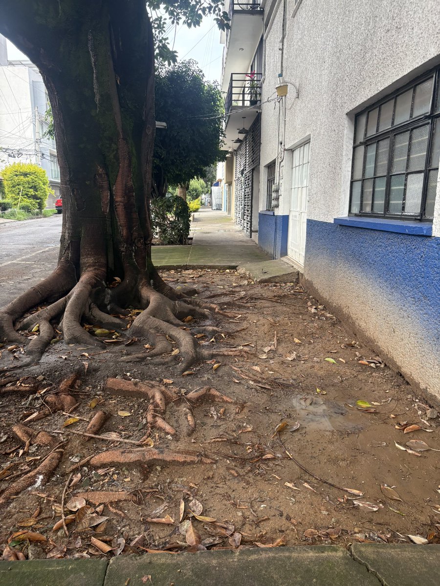 ABJ_RECLAMOS's tweet photo. Desde el pasado 16/6, @LuisMendozaBJ y @AccionesBJ quitaron unas banquetas destrozadas q denunciamos vecinos x 45 días, suponiendo el comienzo de la reparación. Hoy + d 1 mes después así están las calles. 
Heriberto Frías 605 y 715, D. San Antonio 1021
@supercivicosmx @MelC_mx https://t.co/A5sNvjTVRn