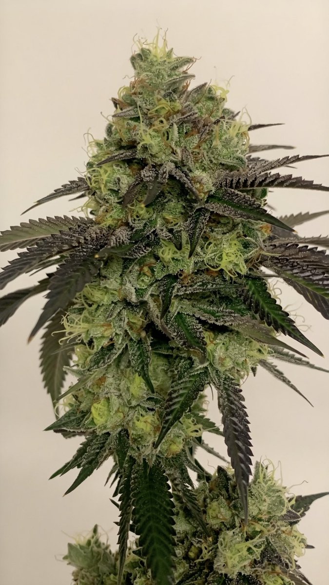 TwoDogSeeds_Co's tweet photo. Pure Kush x Bubba Kush https://t.co/FRMAs3nK6r