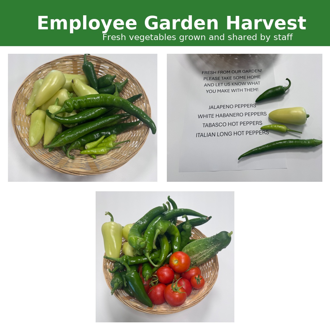 harmony_hcli's tweet photo. 🌿🥕 From Seed to Harvest! 🥬🌿
Our garden has come a long way—from tiny seeds to a fresh harvest of peppers, tomatoes, and more! Thank you to everyone who helped make it grow, and to @HealthfirstNY for sponsoring our community garden. #CommunityGarden #HarvestSeason https://t.co/0OesAR4un6