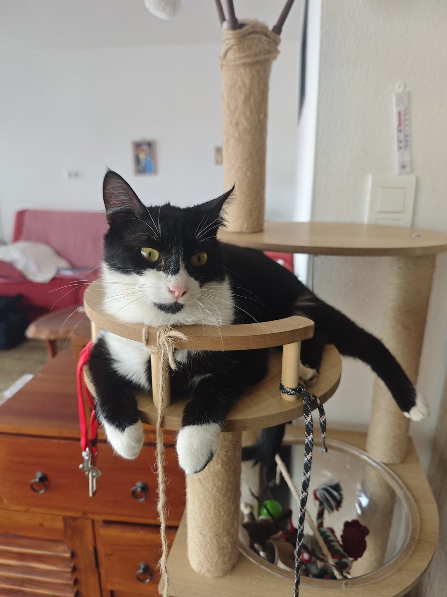 Hazy_Hope's tweet photo. Bandito t'es trop grand pour ton arbre à chat maintenant on dirait Alice au pays des merveilles qui grandit dans sa maison https://t.co/qNKEQlItzL