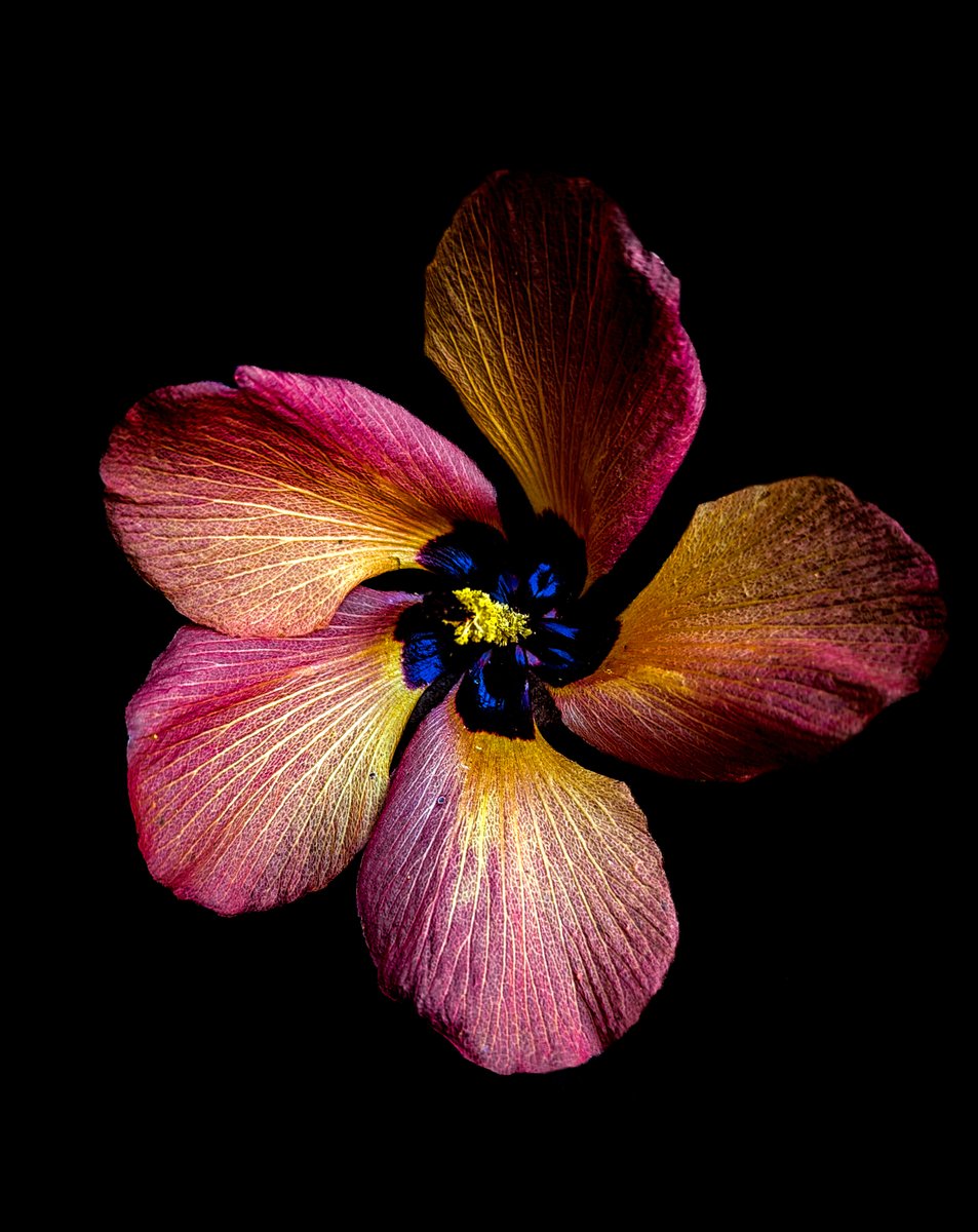 JoeZImages tweet picture