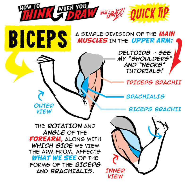 EtheringtonBros's tweet photo. BICEPS! To get the FREE monthly How to THINK When You draw digital MAGAZINE, (including NEW tutorials, a YEAR before they appear online) just tap the link in the bio HERE:  @etheringtonbros 
#anime #manga #comicart #conceptart #gamedev https://t.co/mFe9ygjT10