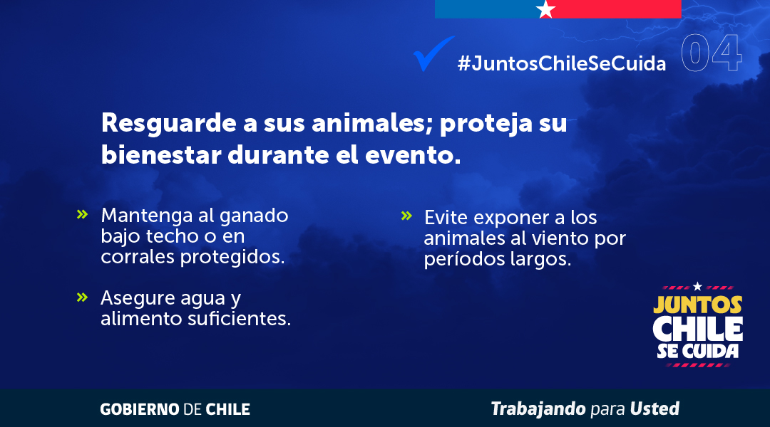MinagriCL's tweet photo. 🌬️ Ante el pronóstico de vientos fuertes, es fundamental adoptar medidas preventivas para resguardar la actividad silvoagropecuaria.

🔍Revisa las recomendaciones elaboradas por la Unidad de Gestión de Riesgo de Desastres Agrícolas (UGRA) del @MinagriCL para proteger cultivos, infraestructura y animales. 

👉 Infórmate más en https://t.co/X67ooPqzDU
