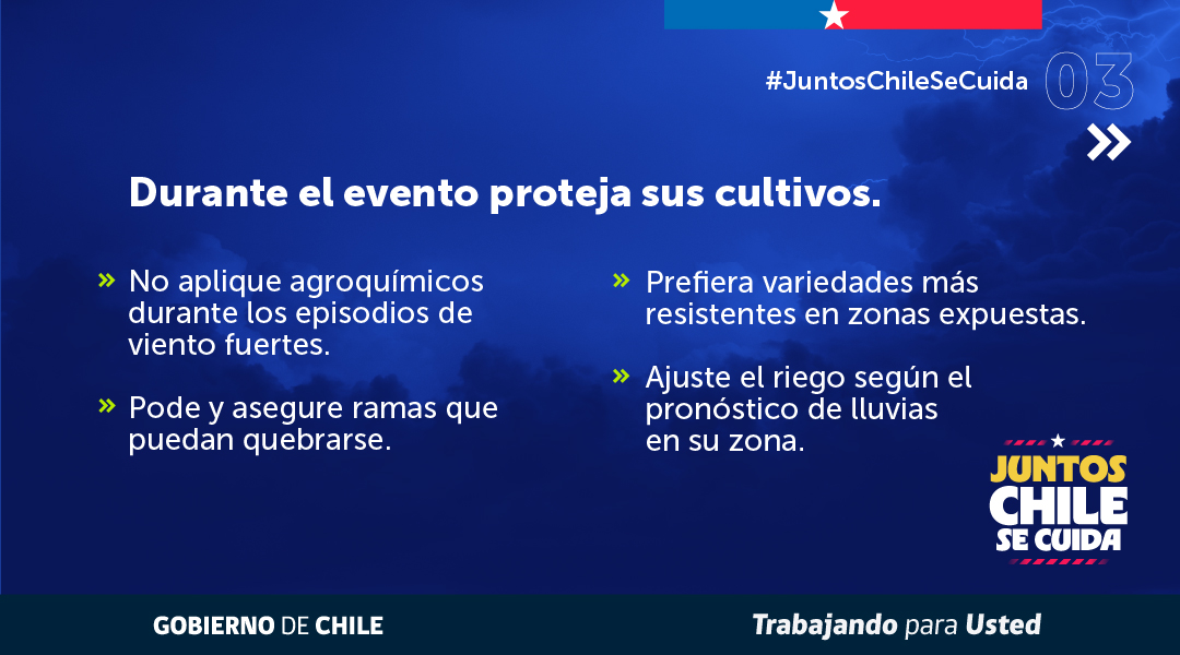 MinagriCL's tweet photo. 🌬️ Ante el pronóstico de vientos fuertes, es fundamental adoptar medidas preventivas para resguardar la actividad silvoagropecuaria.

🔍Revisa las recomendaciones elaboradas por la Unidad de Gestión de Riesgo de Desastres Agrícolas (UGRA) del @MinagriCL para proteger cultivos, infraestructura y animales. 

👉 Infórmate más en https://t.co/X67ooPqzDU