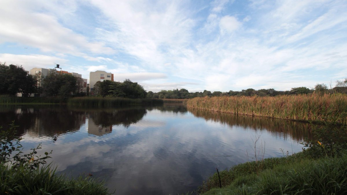 Ambientebogota's tweet photo. #TeLoDiceAmbiente 💚| ¡Estos son cinco 🖐️ datos que quizá no sabías sobre las Reservas Distritales de Humedal de Bogotá! 🍃
1️⃣ Son ecosistemas únicos porque capturan carbono, almacenan agua y evitan inundaciones. 💦
2️⃣ Son el paraíso de las aves: El hogar de la tingua bogotana y el punto de encuentro favorito para cientos de aves migratorias. 🐦✈️
3️⃣ En ellos se conserva una gran diversidad de flora y fauna. 🍄🐹
4️⃣ ¡11 de nuestros humedales son sitios Ramsar! Un reconocimiento internacional a su valor ecológico. 🌍
5️⃣ ¡Seguimos creciendo! Pasamos de 15 a 17 Reservas Distritales de Humedal, destinadas a la conservación y la recreación pasiva.