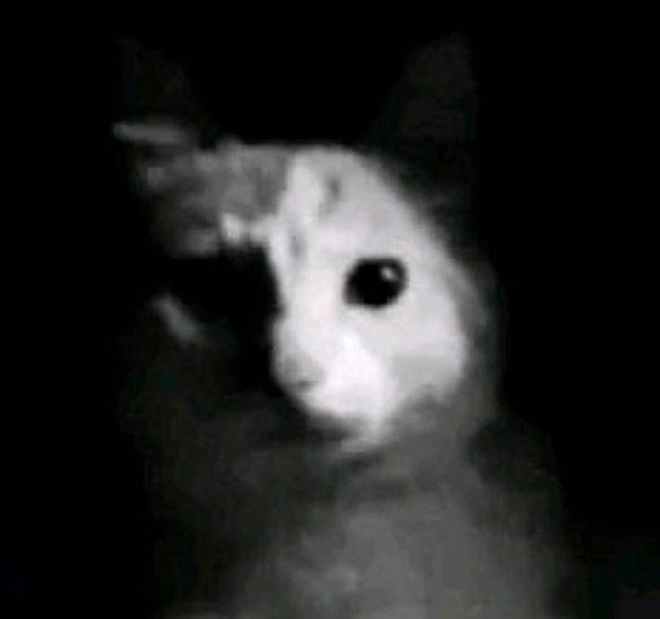 pankeke:3 tweet media