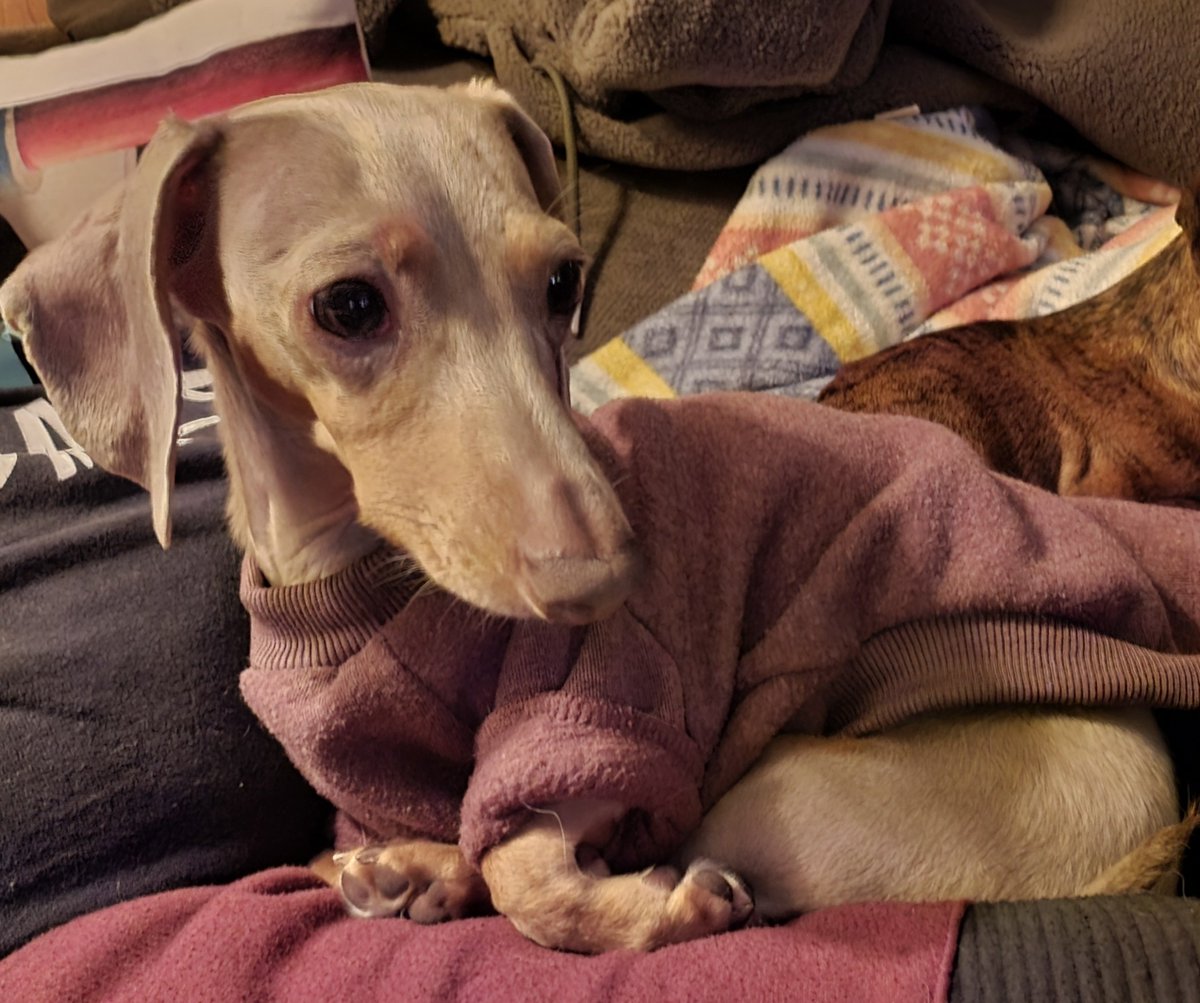 Jaxasaur_'s tweet photo. When it rains it pours. JUST finished paying off Zaps medical debt from her blockage surgery with the money from my auction, and now Bug hurt her back and is paralized in the back end. Taking her into the ER now.... https://t.co/9mJ9f5Rdfo