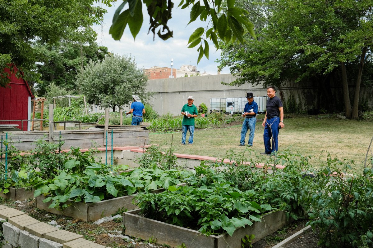 hungertaskforce's tweet photo. Through Hunger Task Force’s Network Support Fund, we recently awarded a $6,400 grant to Hmong American Friendship Association to build raised garden beds and purchase seeds to grow fresh fruits and vegetables for children, families and older adults visiting their food pantry. https://t.co/fV8xs1aY2f