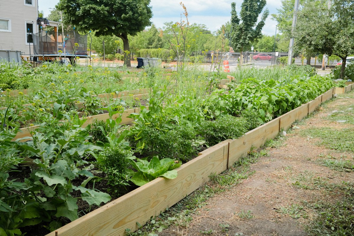 hungertaskforce's tweet photo. Through Hunger Task Force’s Network Support Fund, we recently awarded a $6,400 grant to Hmong American Friendship Association to build raised garden beds and purchase seeds to grow fresh fruits and vegetables for children, families and older adults visiting their food pantry. https://t.co/fV8xs1aY2f