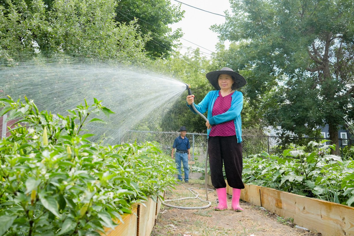 hungertaskforce's tweet photo. Through Hunger Task Force’s Network Support Fund, we recently awarded a $6,400 grant to Hmong American Friendship Association to build raised garden beds and purchase seeds to grow fresh fruits and vegetables for children, families and older adults visiting their food pantry. https://t.co/fV8xs1aY2f