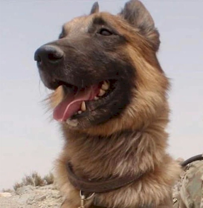 k9fallen's tweet photo. Honoring Australian MWD Kuga, Special Ops, April 23, 2007 - July 24, 2012. Kuga was Wounded In Action on August 26, 2011, Afghanistan, and never fully recovered.
Kuga was posthumously awarded the Dickin Medal on October 25, 2018 for his actions on August 26, 2011 https://t.co/QlALgitrys