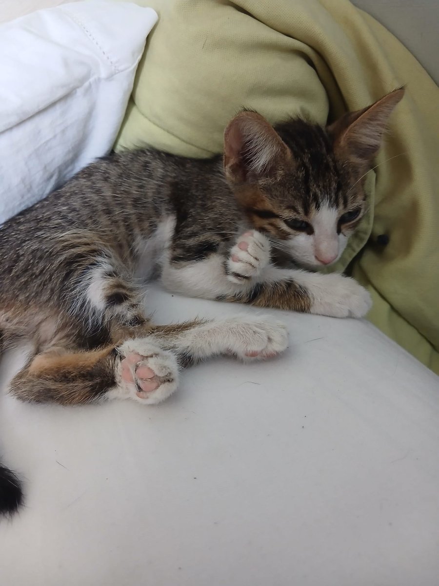 RandagiBaffi's tweet photo. Lilo, circa tre mesi, spavaldo, simpatico, dolce adatto a qualsiasi famiglia. Cerca casa a Torino e provincia. Sverminato, spulciato e vaccinato. Info whatsapp 3496067443 https://t.co/jMKKHgWhNl