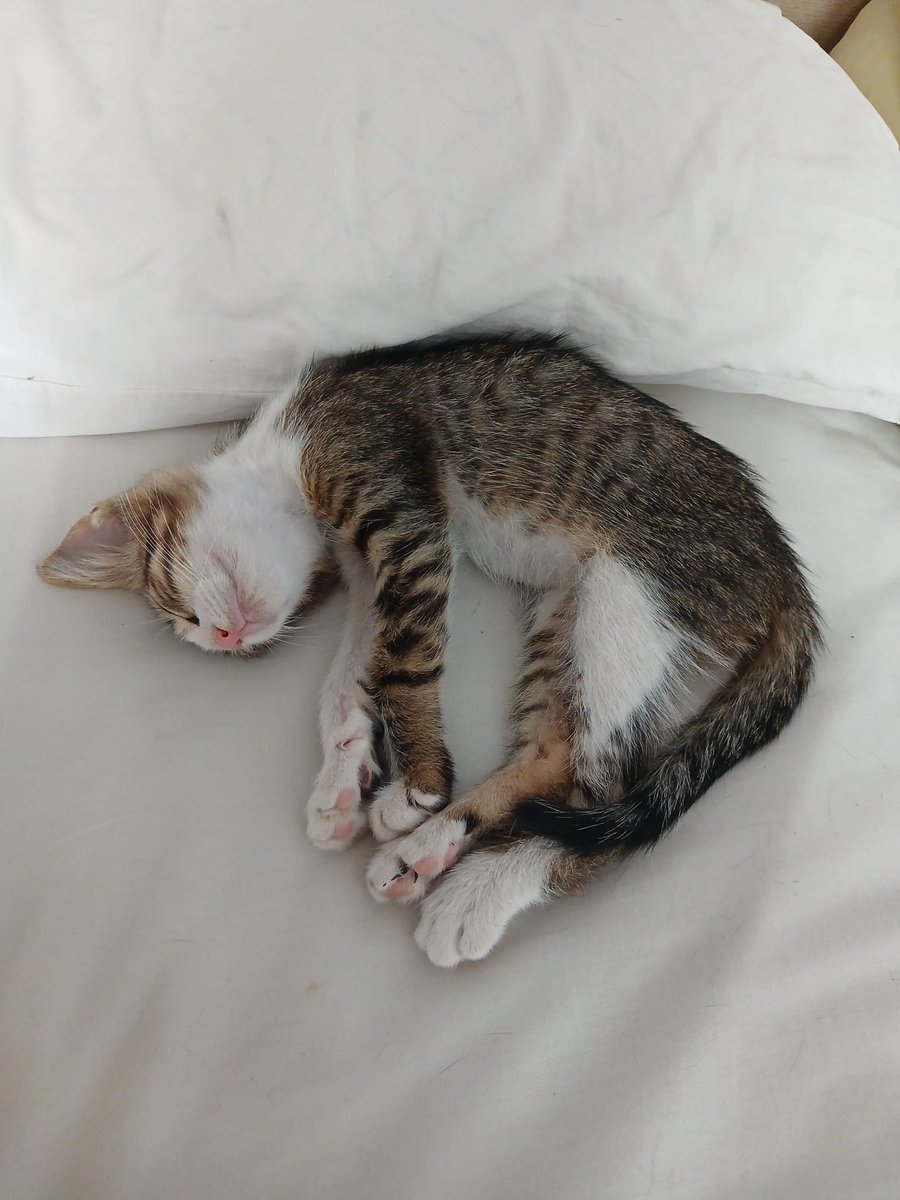 RandagiBaffi's tweet photo. Lilo, circa tre mesi, spavaldo, simpatico, dolce adatto a qualsiasi famiglia. Cerca casa a Torino e provincia. Sverminato, spulciato e vaccinato. Info whatsapp 3496067443 https://t.co/jMKKHgWhNl