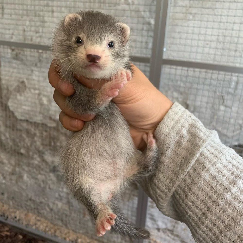 FerretPerHour's tweet photo. https://t.co/4IFuzNeLMo