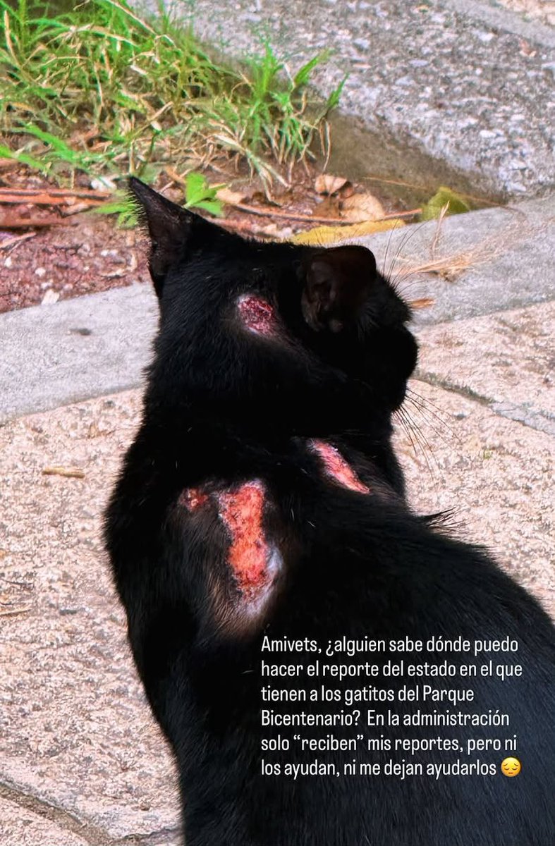 pammJr's tweet photo. Estás son las condiciones en que viven los animalitos que están viviendo en instalaciones del Parque Bicentenario en CDMX. No dejan que la gente los ayude e ignoran los reportes que se han hecho. @MorenaMia25 @Alina_Gag Ccp: @ClaraBrugadaM https://t.co/fCOL4Hq5D4