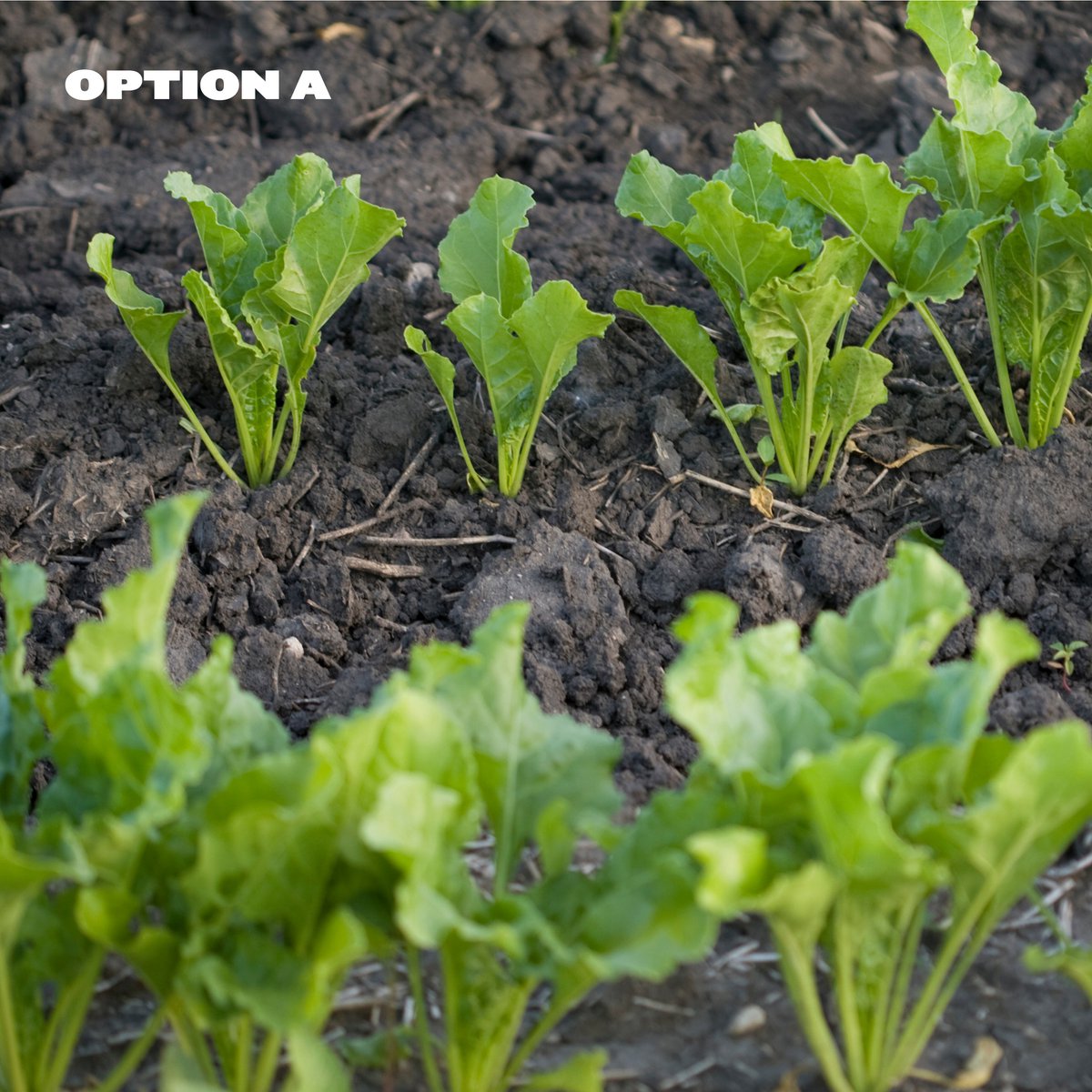 CrystalSugarCo's tweet photo. One of these sugarbeet photos was taken this month! Can you spot it? 

Take your best guess and see how the crop changes throughout the growing season. https://t.co/eqkLNDth8P