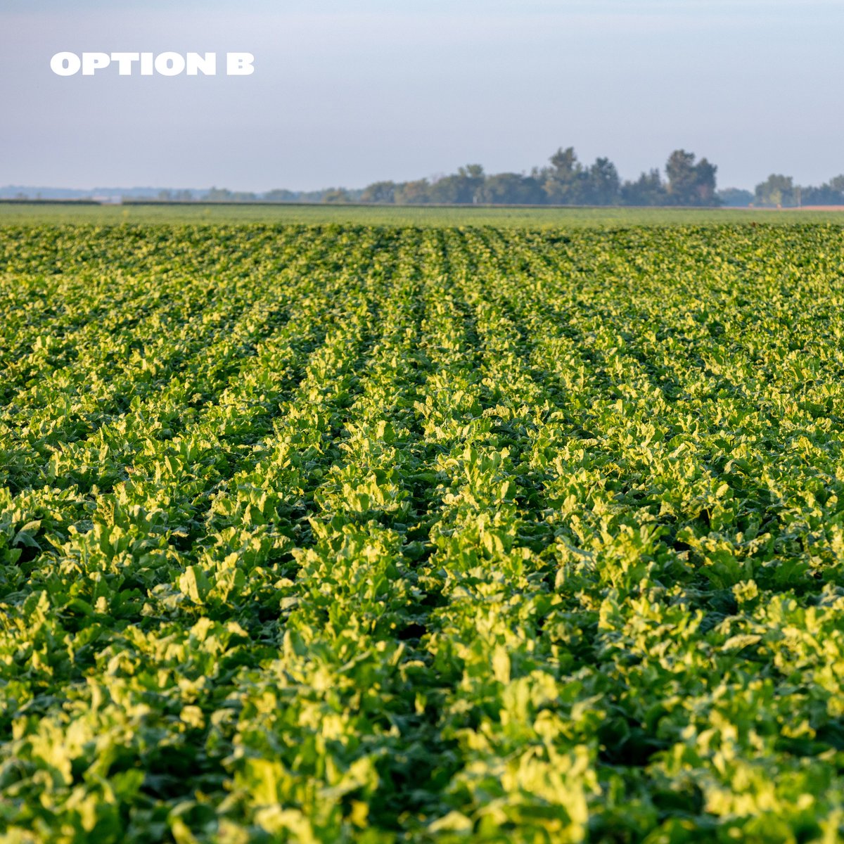 CrystalSugarCo's tweet photo. One of these sugarbeet photos was taken this month! Can you spot it? 

Take your best guess and see how the crop changes throughout the growing season. https://t.co/eqkLNDth8P