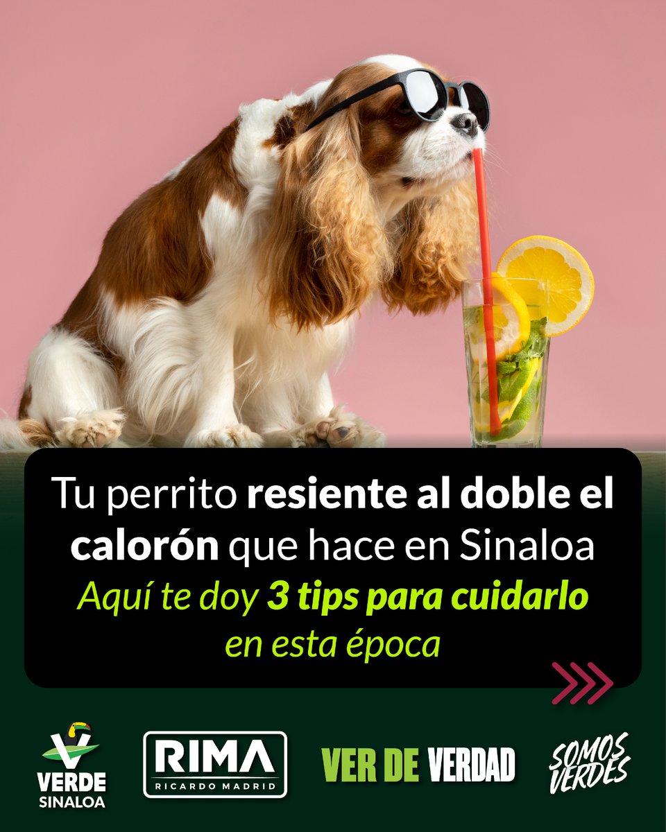 RicardoMadridP's tweet photo. El cariño por nuestras mascotas se demuestra cuando calienta el sol y toca cambiar hábitos para protegerlos. Cuidemos a los que no tienen voz. 💚🐾 https://t.co/1bPTDjB2JG