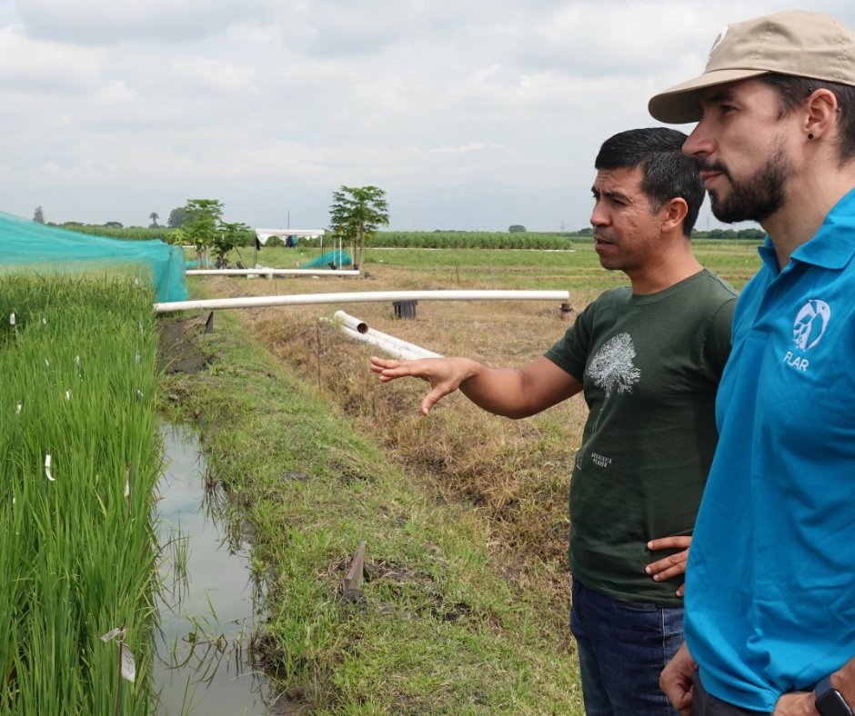 Alianza de Bioversity International y el CIAT tweet media