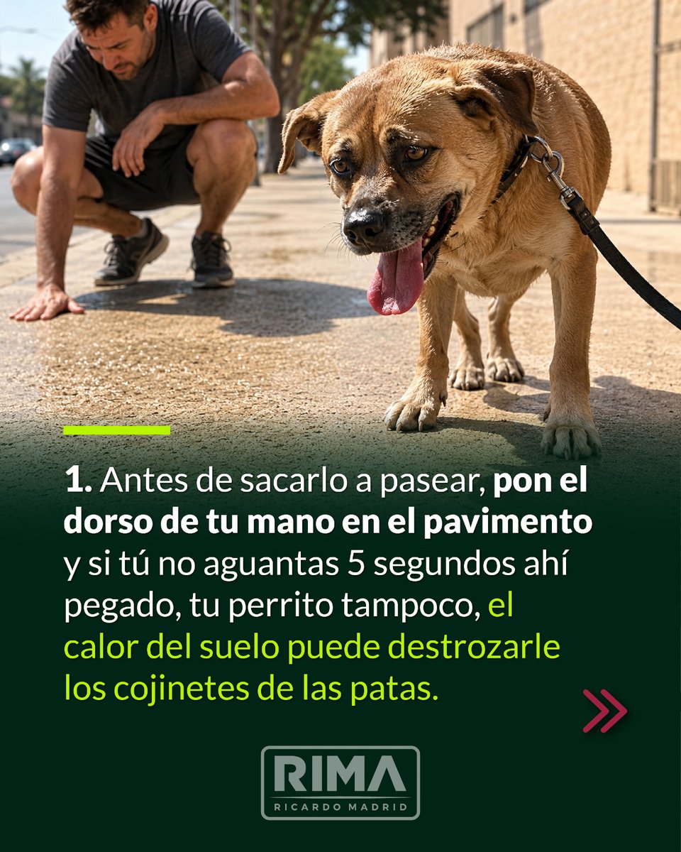 RicardoMadridP's tweet photo. El cariño por nuestras mascotas se demuestra cuando calienta el sol y toca cambiar hábitos para protegerlos. Cuidemos a los que no tienen voz. 💚🐾 https://t.co/1bPTDjB2JG