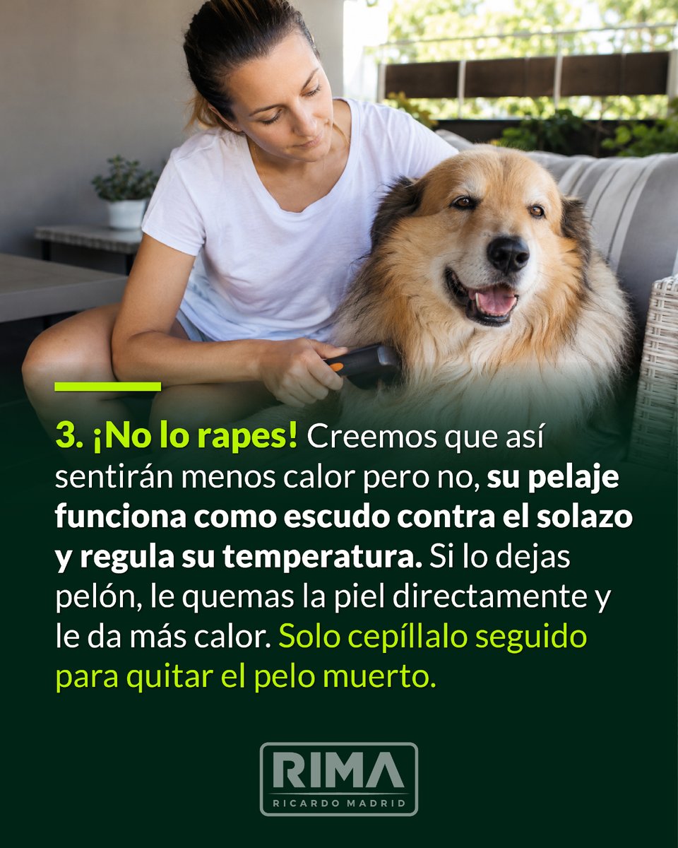 RicardoMadridP's tweet photo. El cariño por nuestras mascotas se demuestra cuando calienta el sol y toca cambiar hábitos para protegerlos. Cuidemos a los que no tienen voz. 💚🐾 https://t.co/1bPTDjB2JG