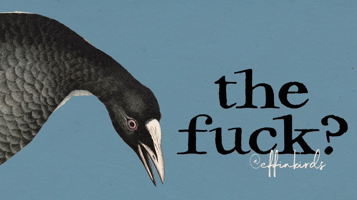 EffinBirds's tweet photo. https://t.co/8GnoYiYRJh