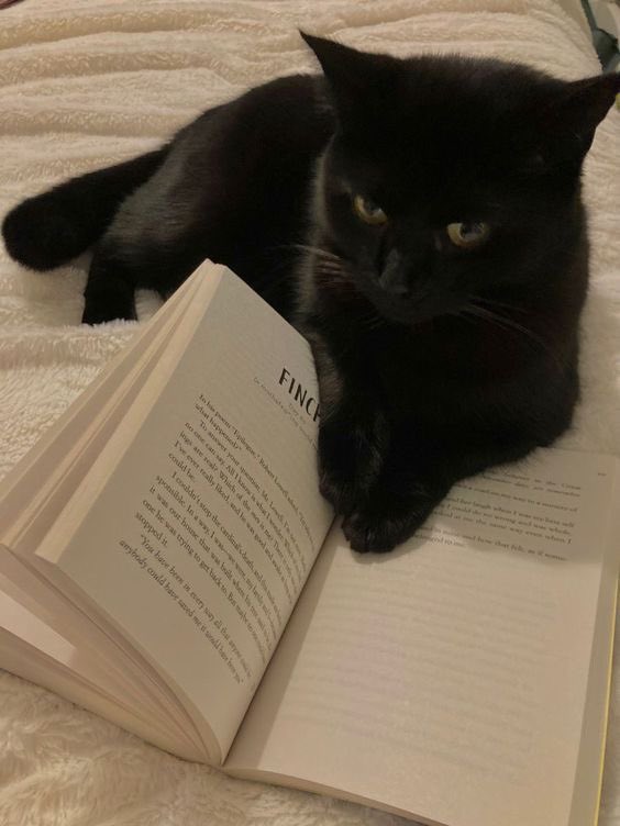 starrikais's tweet photo. how pinterest views you!!

- (your name) core
- cat
- album cover
- drink https://t.co/z23FRpWPXu
