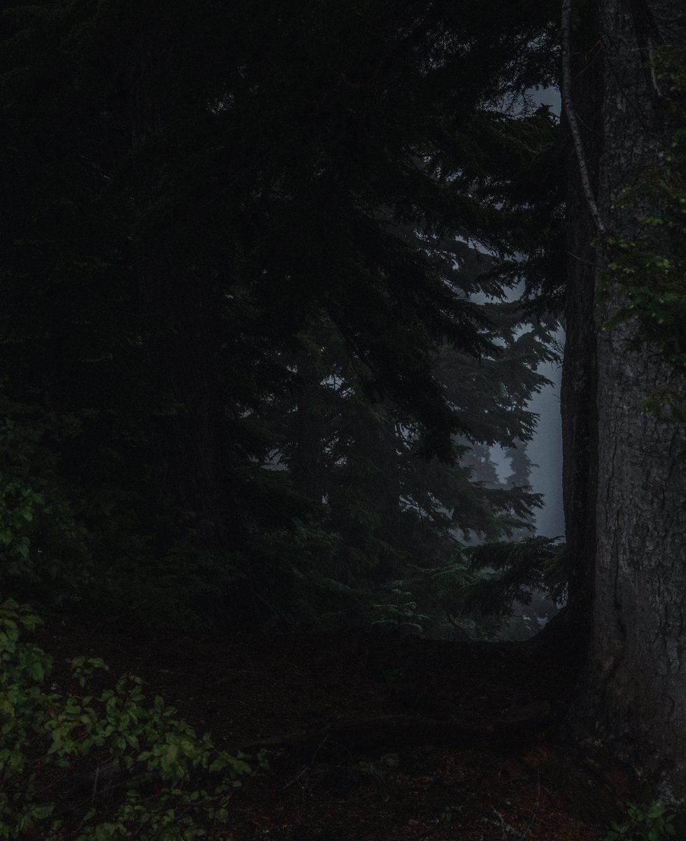 blodgrevinnen's tweet photo. eerie along the trail https://t.co/ZgrqxIpjza
