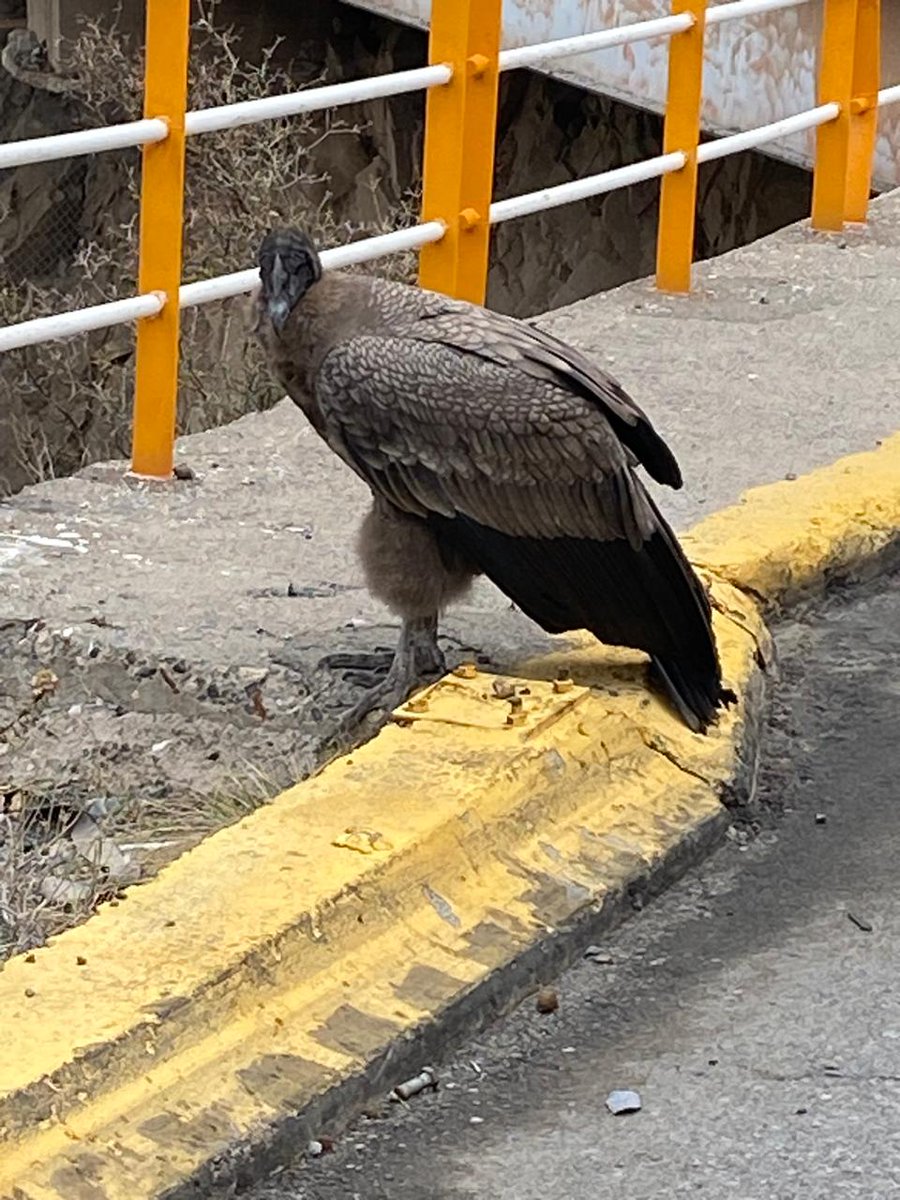 ZonaCarabValpo's tweet photo. #LosAndes|
Carabineros de la Subcomisaria Los Libertadores (F) rescató un ejemplar de cóndor que presentaba lesiones, luego de ser encontrado a un costado del km 76 de la Ruta Internacional 60-CH.
El ave fue trasladado a un lugar seguro, y posteriormente fue entregado a personal del Servicio Agrícola y Ganadero (SAG) para su evaluación y atención médica veterinaria.
#CarabinerosDeTodos