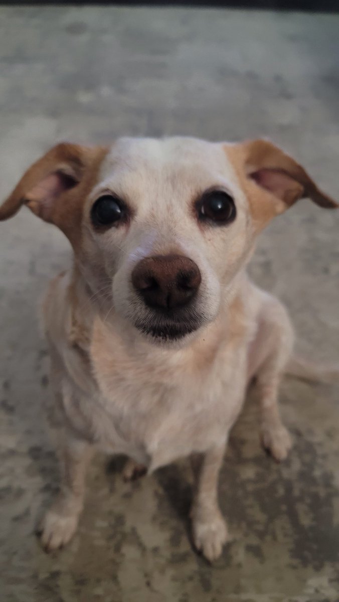 kyledripkin's tweet photo. @BestinDogs Lucy says, Hello.. https://t.co/wpvWvXZOSF