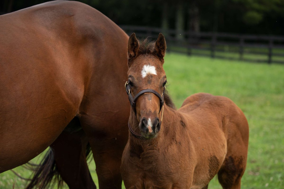 TaylorMadeSales's tweet photo. #WeekendWinner: #TMBORNANDRAISED BUILT battled home to win the G2 Alfred G. Vanderbilt Stakes at Saratoga, running a 105 Beyer Speed Figure! A huge congratulations to all of the connections! #TaylorMadeSales 🏇👏 @TheNYRA

O: @EclipseTBP
B: Robert Low &amp; Lawana Low https://t.co/3sOr0J9qt0