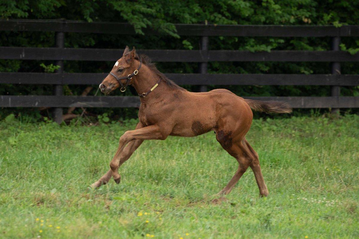 TaylorMadeSales's tweet photo. #WeekendWinner: #TMBORNANDRAISED BUILT battled home to win the G2 Alfred G. Vanderbilt Stakes at Saratoga, running a 105 Beyer Speed Figure! A huge congratulations to all of the connections! #TaylorMadeSales 🏇👏 @TheNYRA

O: @EclipseTBP
B: Robert Low &amp; Lawana Low https://t.co/3sOr0J9qt0