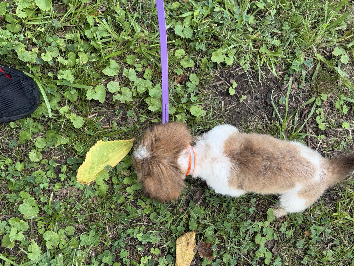 PvtCinnamonbun's tweet photo. #PupPics The lad got taken to the vet today for a checkup (all looks good) but it turns out that he’s 8-12 weeks old which is *much* younger than I expected. Toilet training him has started, but it’s still rough goings for now https://t.co/2Jf2CRkKY0