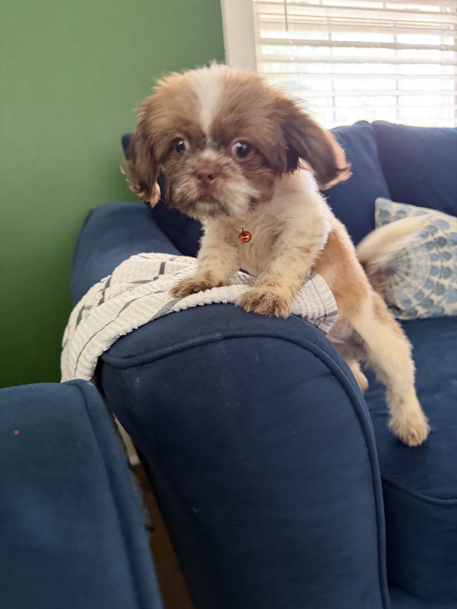 PvtCinnamonbun's tweet photo. #PupPics The lad got taken to the vet today for a checkup (all looks good) but it turns out that he’s 8-12 weeks old which is *much* younger than I expected. Toilet training him has started, but it’s still rough goings for now https://t.co/2Jf2CRkKY0