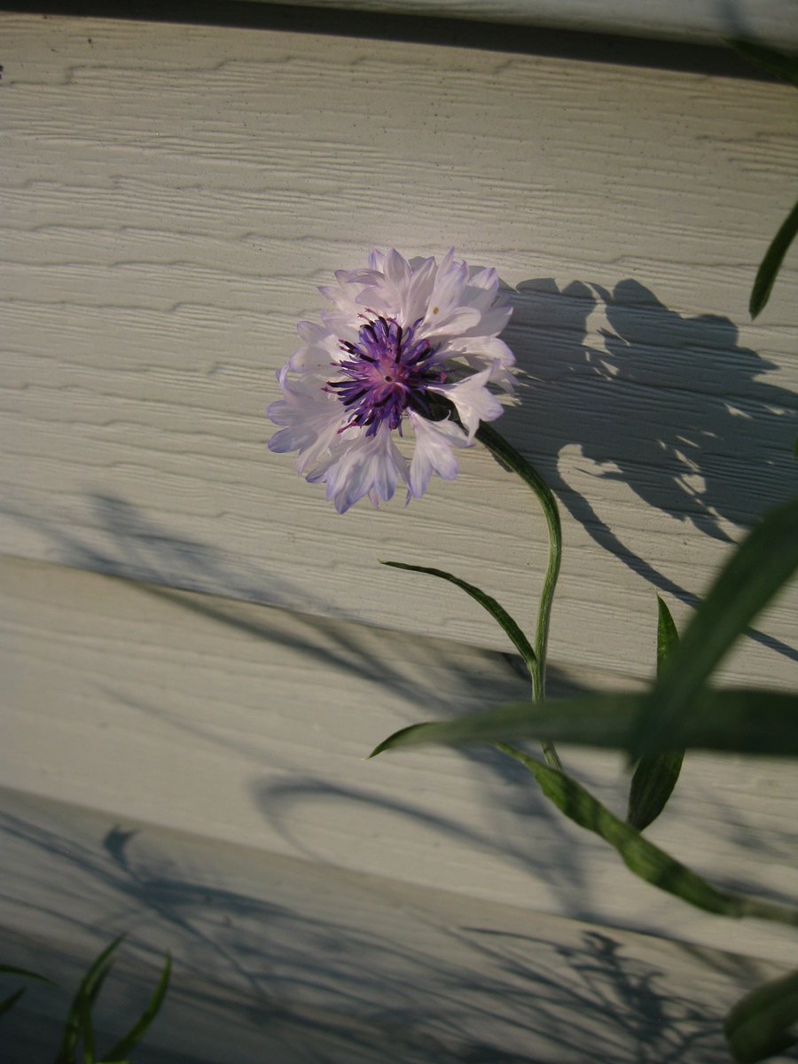 ellin_anderson's tweet photo. BACHELOR BUTTONS
Dusk will smudge the shadows
As twilight ends the day
At #summit of the summer
Whose prime has slipped away.
Ragged robin, blunt the scythe
Of Death, who takes the field,
Lest poppies stain the aftermath
Of bounty’s amber yield.
#vss365 #poem #poetry #cornflower https://t.co/1s6ag3TAjZ