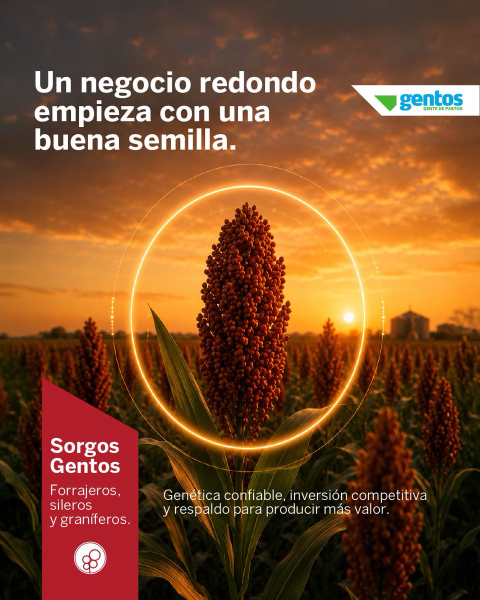 GentosUy's tweet photo. Para tomar una buena decisión, el productor necesita que todo le cierre.

Los sorgos Gentos combinan genética confiable, una inversión competitiva, materiales adecuados para distintos objetivos y respaldo técnico para sostener el resultado. https://t.co/jTEoKAnrNH