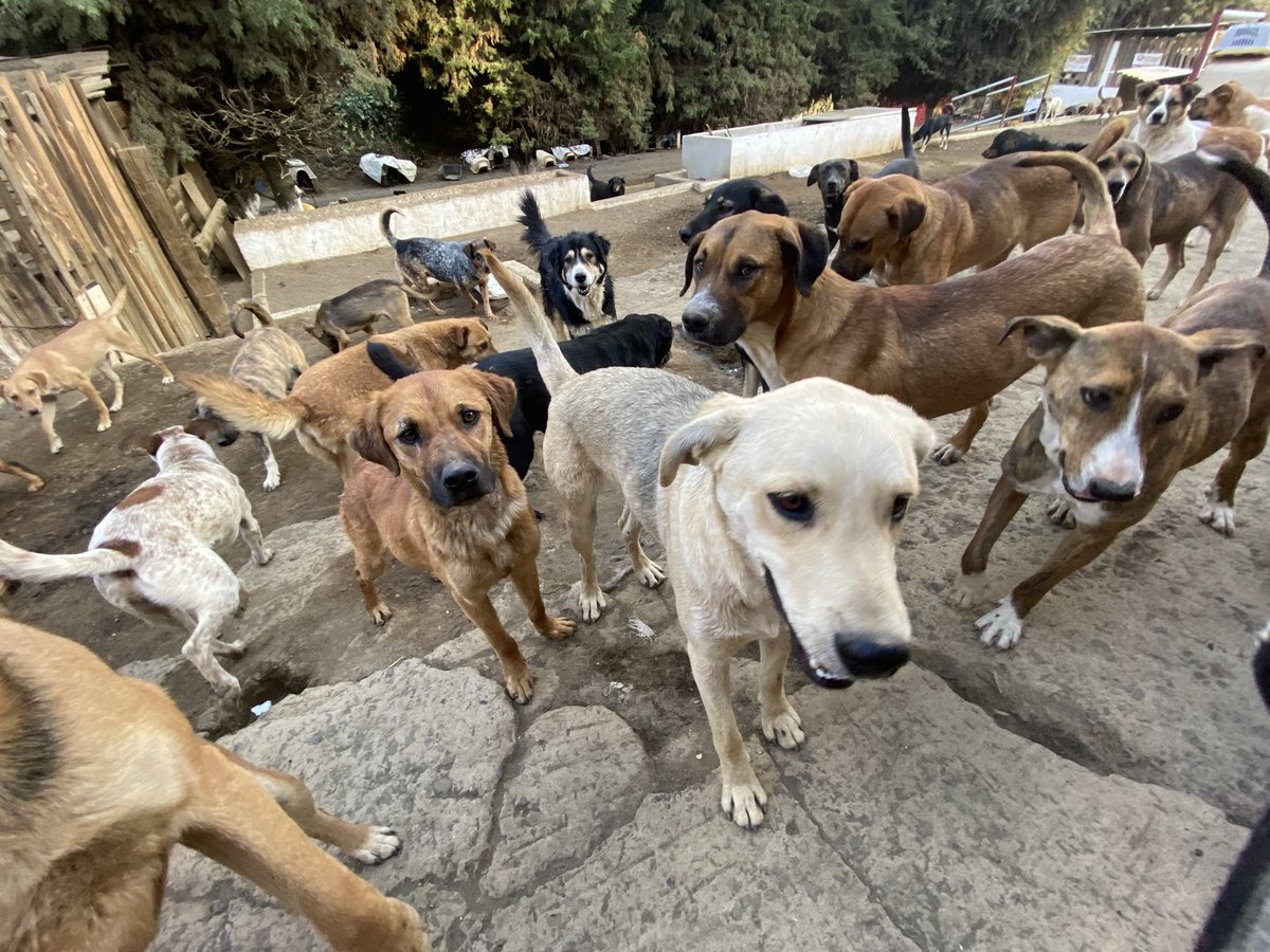 RefugiOceaniCAN's tweet photo. Familia... ¿alguien gusta enviar patitas solidarias hoy? 😭💜🐾

Ando con el corazón todo apachurrado...

Se nos juntó TODO de golpe y ya no la armamos:

🔹 Necesitamos comprar alimento de gatito
🔹 Alimento para cachorros (los negritos comen y comen)
🔹 Necesitamos comprar alimento rancho (para la población en general)
🔹 Pañales para los viejitos y para los bebés que se hacen pipí en todos lados jaja pero se nos acabaron 😭
🔹 Y pagar veterinario... los perritos negritos venían INFESTADOS de parásitos, vomitando bichos y el doc dice que posiblemente traen un virus incubado 😭😭😭😭

No saben cómo lloré cuando los vi.

Por favor, si alguien puede echarnos una patita hoy, se los juro que nos salva.

$20, $50, $100... todo nos sirve para ir corriendo a comprar.

💳 PATITAS SOLIDARIAS AQUÍ:

Azteca 
clabe
127180013445630838 
O
Banorte
Clabe 072180013252156100
O
BBVA: 
Clabe 012180029738436107

a nombre de Areli

PayPal: https://t.co/KLgJGX5F28
A nombre de Areli

Concepto: PATITA 🐾

Si no puedes ahorita, ¿nos ayudas compartiendo? Eso también es una patita gigante.

Gracias por no dejarme solita con tanto.

Les amo,
Areli y toda la banda peluda 🐶🐱💜

#PatitasSolidarias #Oceanican #AyudaUrgente #PerritosNegritos #CDMX