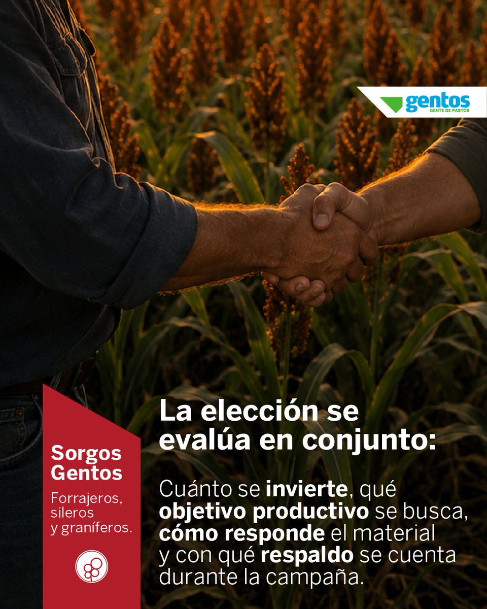 GentosUy's tweet photo. La elección de un híbrido no se define por una sola variable. La inversión, el objetivo productivo, la respuesta del sorgo y el respaldo durante la campaña deben evaluarse como partes de una misma decisión.

Un negocio es redondo cuando cada parte funciona en conjunto. https://t.co/mI15feZt7Q