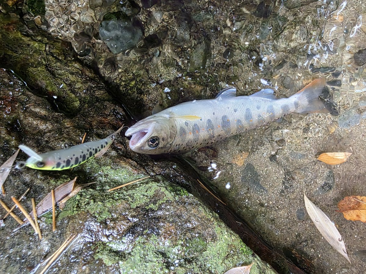 karukop's tweet photo. インジェクションに反応が薄い魚はバルサミノーで https://t.co/OcfmFev8Xp