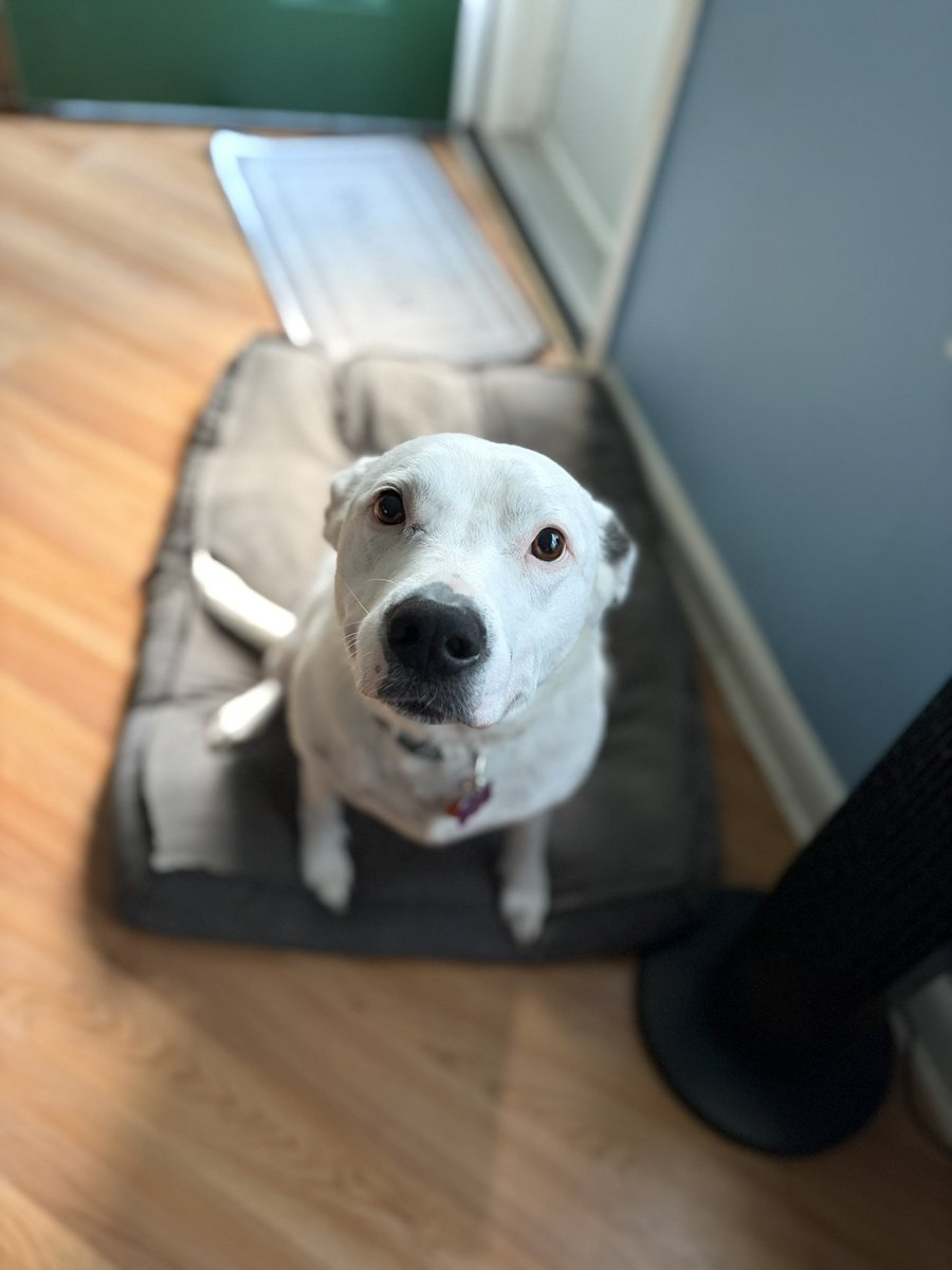 MykeM25's tweet photo. @Brettdasovic Iโm running out of photos of pets without any humans in them. Yet we must all make our sacrifices for the queue of the day. Laika tucking in her โpupโ, Ethan. And a rare acknowledgment that Bella the cat is sometimes cool. For a cat. #pccpets
(you can show Ethan itโs OK) https://t.co/kDpJlGok04
