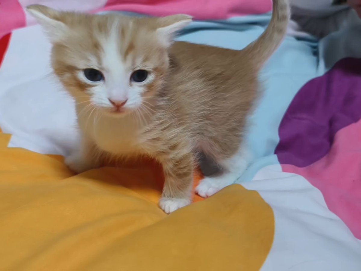 LavonTriece's tweet photo. 6 months of tiny beans to a full of mischief little fur ball! Every purr and zoomie makes my heart feel so full https://t.co/h8dpL35ru9