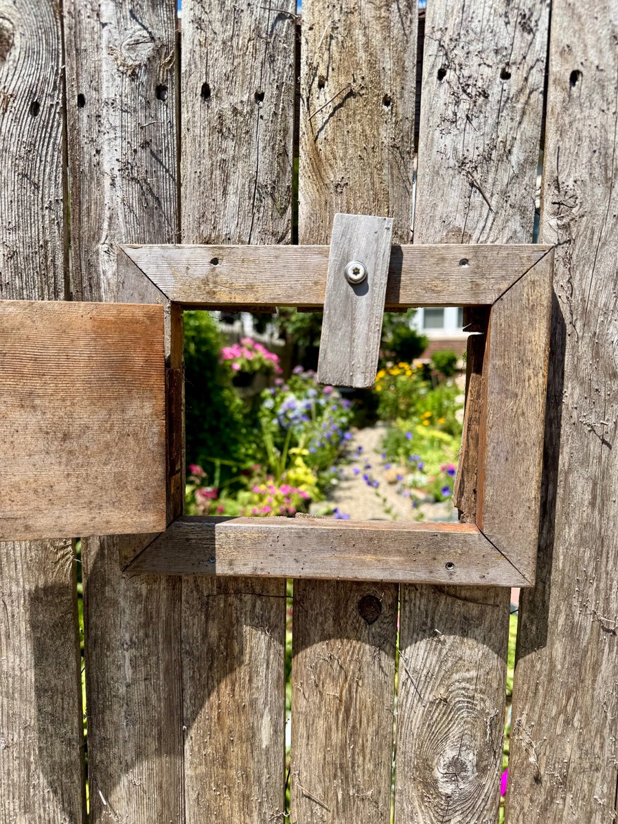 collected_mind's tweet photo. I have walked past a particular fence for years and wondered from time to time what was behind the little door. I never felt that I should move the latch and peer within since it borders a private yard. Today, it was left open, disclosing a view of this lovely little hitherto unseen garden.