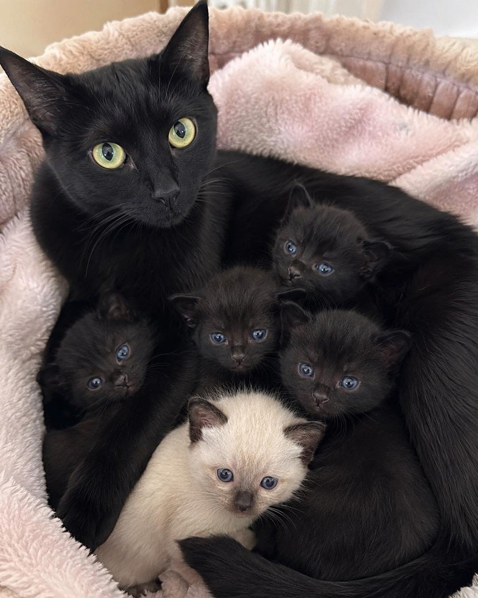 meow tweet media