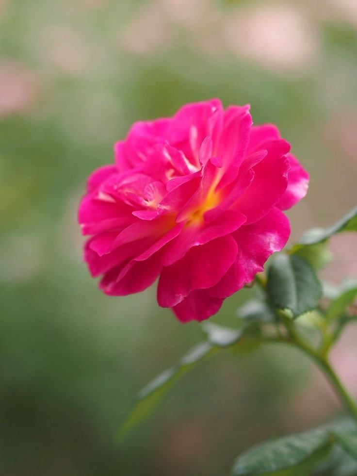 Flowers46i's tweet photo. https://t.co/kgSX0lw7eW
