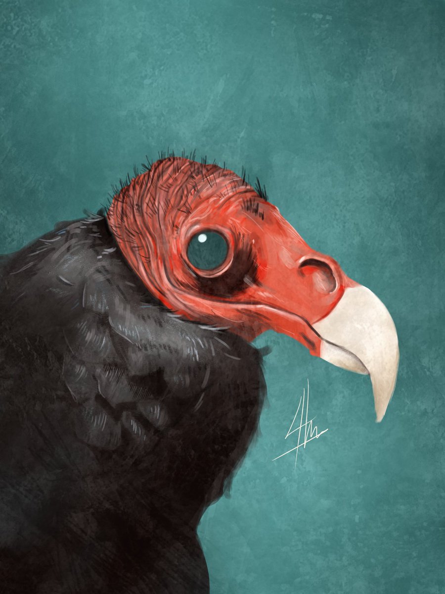 phantom_blavk's tweet photo. Day 22 - Vulture

#TAFAnniversaryChallenge https://t.co/rl9UY4Nf88